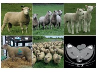 Sponsorship chance to attend sheep industry conference