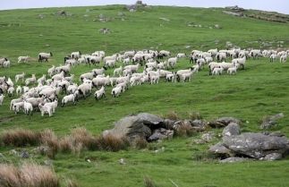 July brings new opportunities for managing flock health