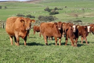 Plan a path to profitability with leading US cattle breeder
