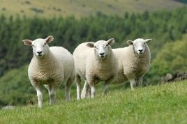 Correct dosage essential when treating sheep