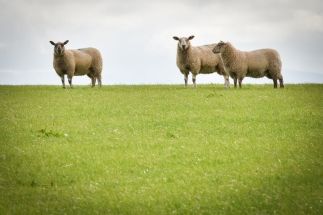 Farmers’ views sought on lamb weight classifications