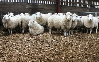 Straw shortage leads farmers to look at alternative livestock bedding for winter