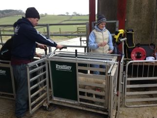 RamCompare Project will help Welsh flocks to forge ahead
