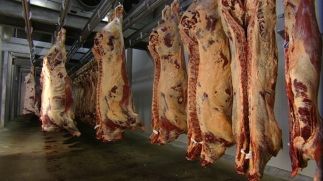 Results reveal continued improvement in carcase conformation