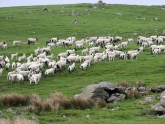 New Zealand flock decline may aid UK domestic festive demand
