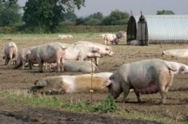 ExPEDitious biosecurity will stop summer pig health scares