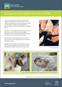 Contagious Ovine Digital Dermatitis (CODD): cover