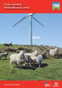 Cross Breeding Welsh Mountain Ewes: cover