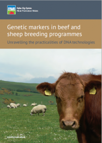 Genetic markers in beef and sheep breeding programmes: cover