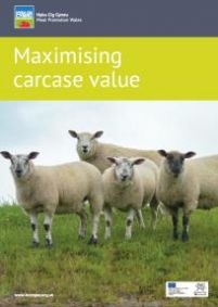 Maximising Carcase Value: cover