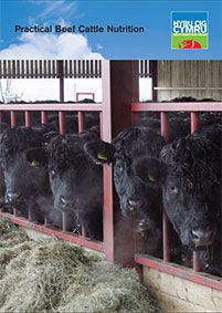 Practical Beef Cattle Nutrition: cover