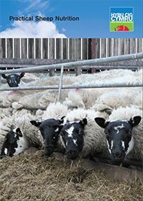 Practical Sheep Nutrition: cover