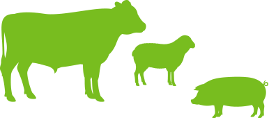 Vector of a cow sheep and pig